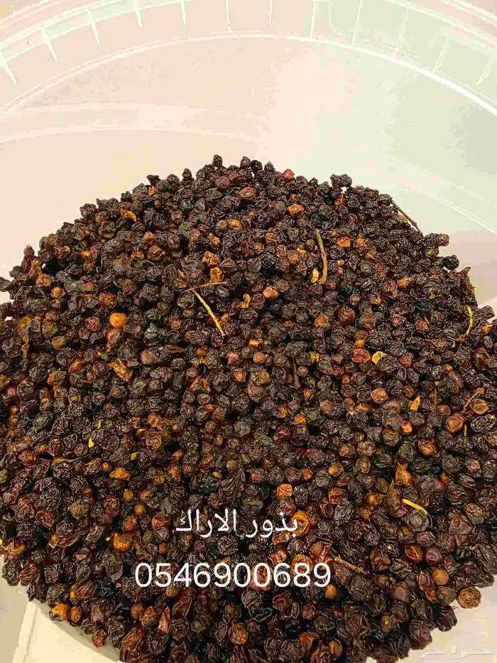 بذور اشجار برية البيع بالكيلو 0