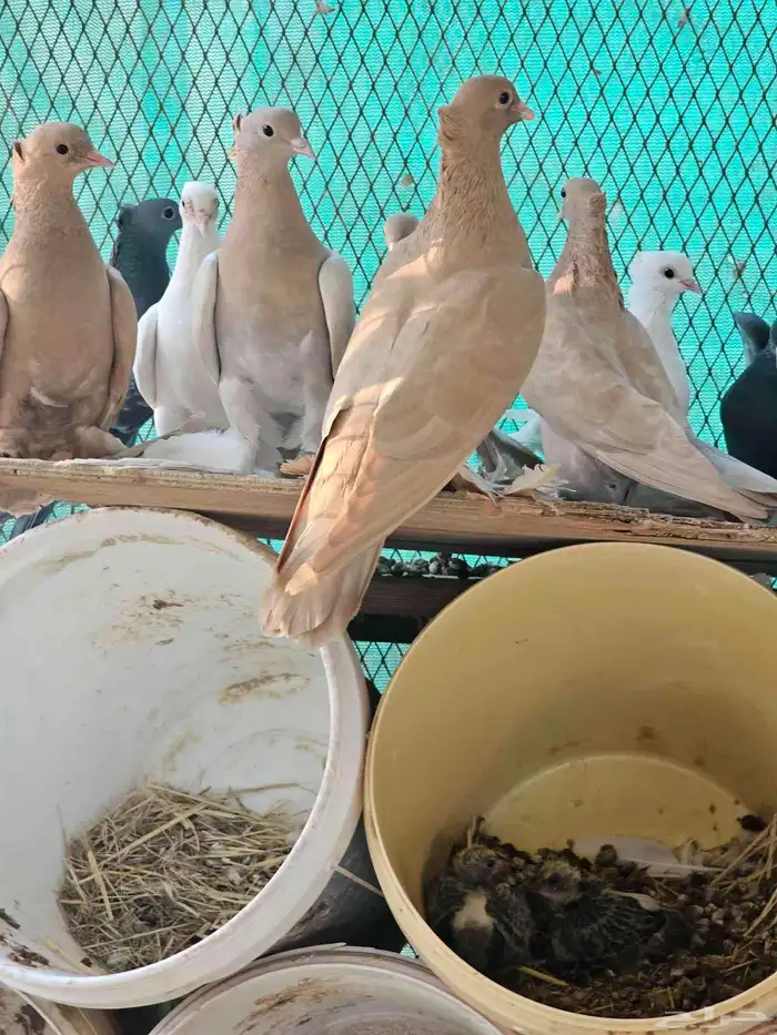 للبيع حمام صنعاني اجواز 0