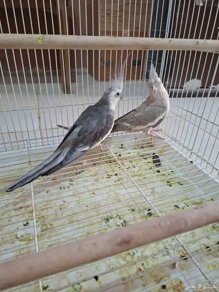 جوز كروان هولندي منتج( تم البيع ) 0