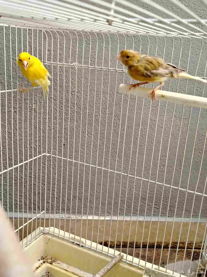 للبيع جوز كناري 1