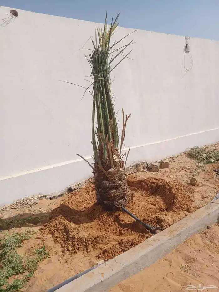 يوجد لدينا جميع انواع النخيل العربي والواشنطن بكل المقسات 6