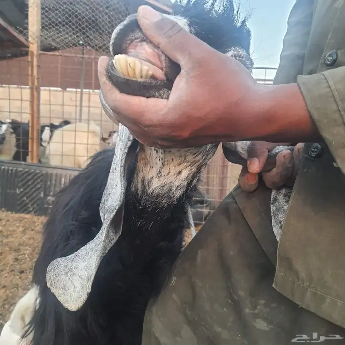 السلام عليكم ورحمة الله وبركاته عنز مداومه تحتها تيوس 1