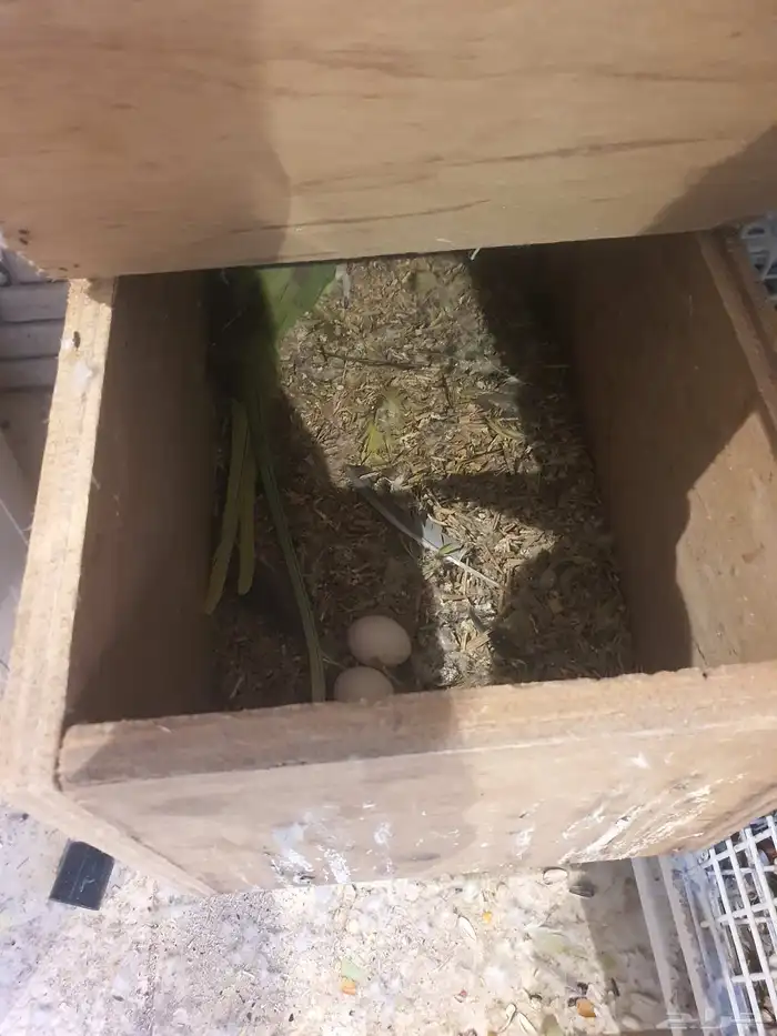 ثلاث ازواج نيبالي واحد منهم مركب على ذره هولندية لاتينو 3