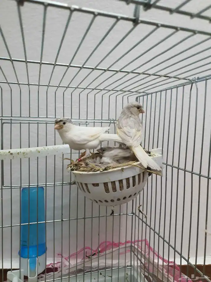 كناري منتج ( تم البيع ) 0