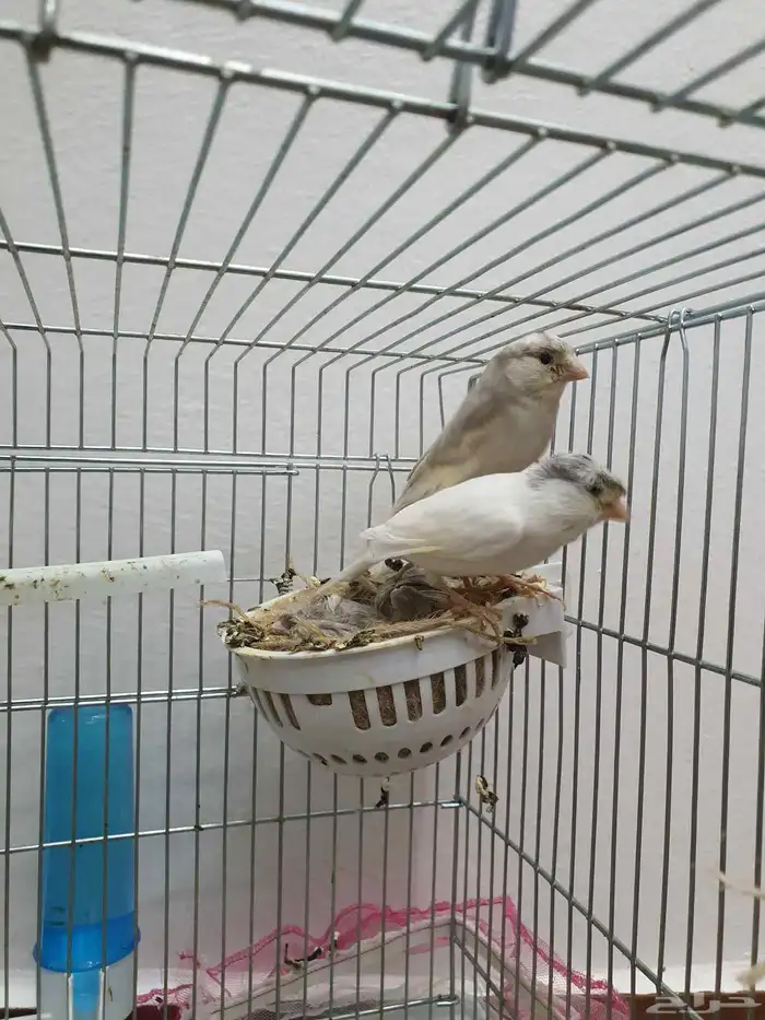 كناري منتج ( تم البيع ) 1