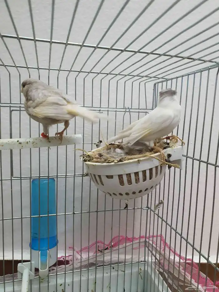 كناري منتج ( تم البيع ) 2