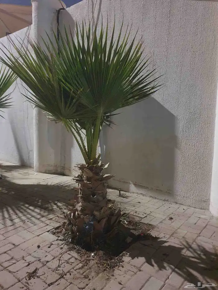 نخل للبيع 0