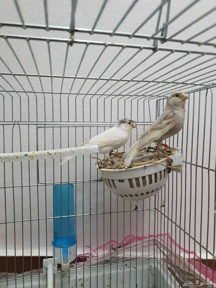 كناري منتج ( تم البيع ) 4