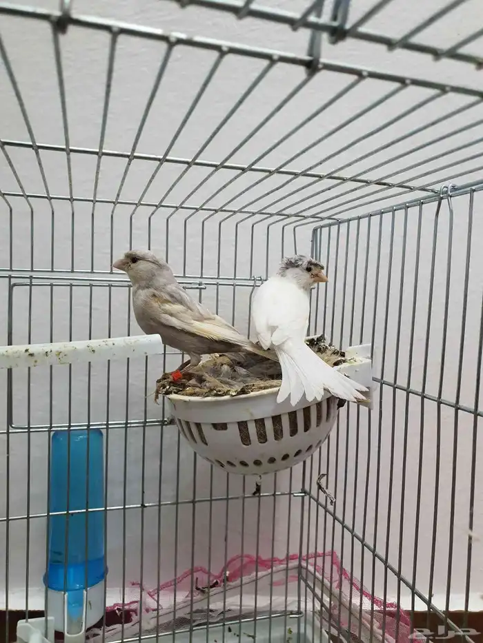 كناري منتج ( تم البيع ) 3