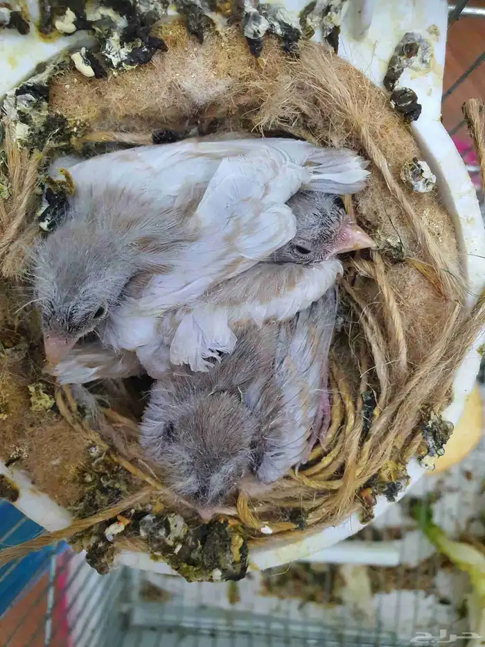 كناري منتج ( تم البيع ) 5