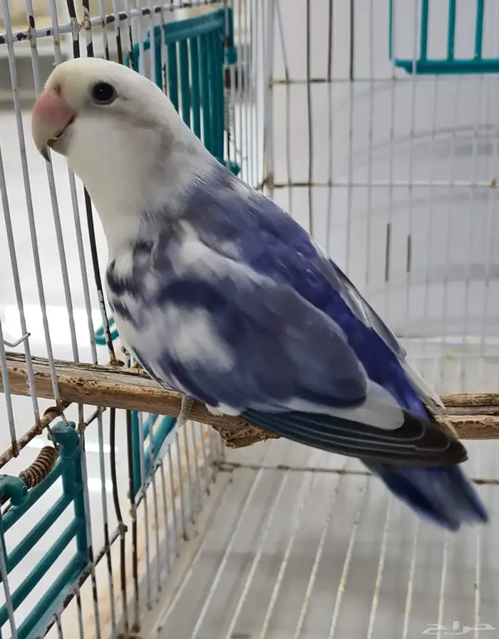 للبيع ذكور روز مستويات طيبة 0