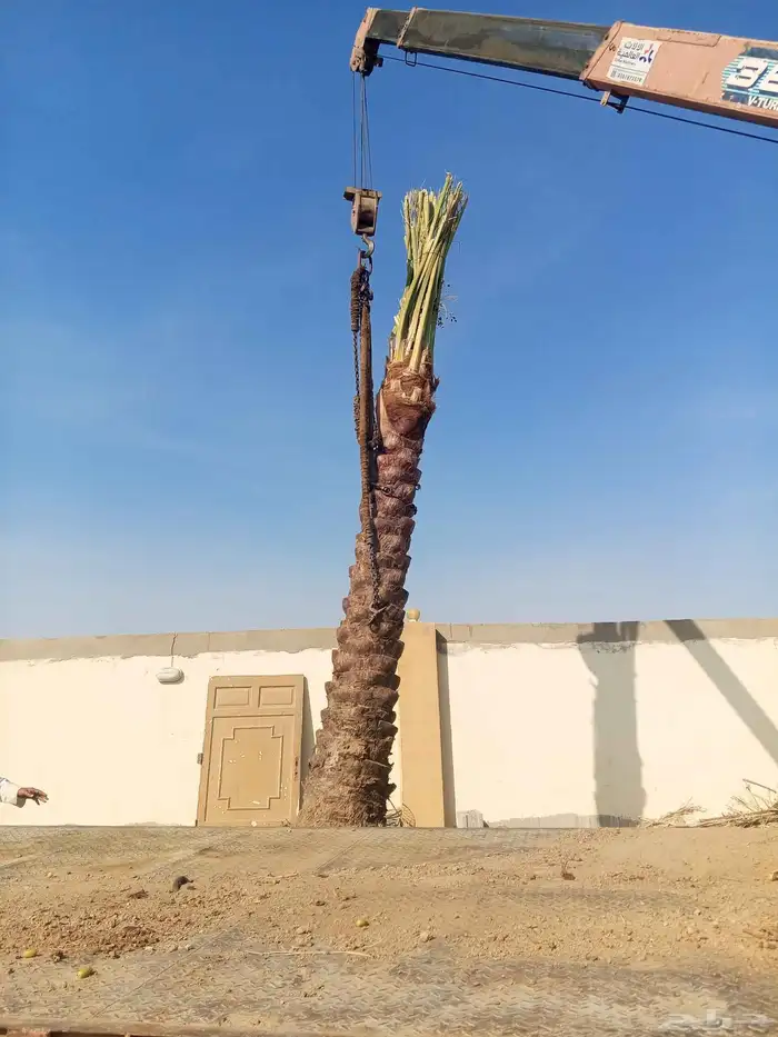 نخل ملوكي من افضل انواع انخل 2