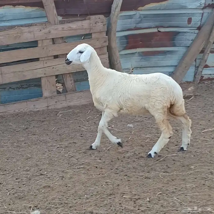 3 رخيل حري العمر 3شهور ونص إلى 5شهور تقريبا للبيع 13