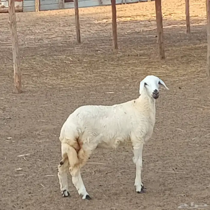 3 رخيل حري العمر 3شهور ونص إلى 5شهور تقريبا للبيع 10