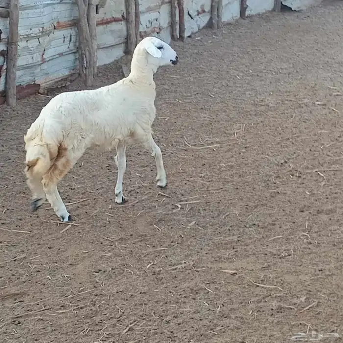 3 رخيل حري العمر 3شهور ونص إلى 5شهور تقريبا للبيع 12