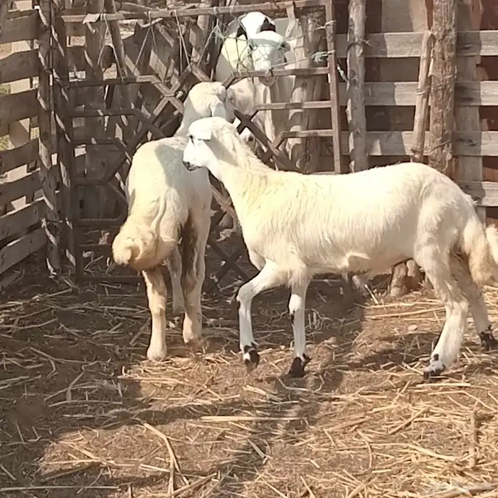 3 رخيل حري العمر 3شهور ونص إلى 5شهور تقريبا للبيع 1