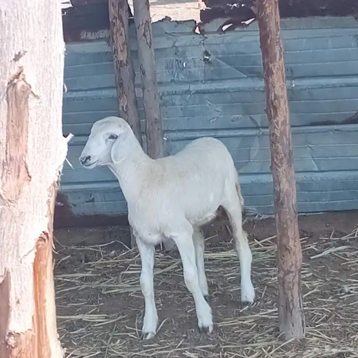 3 رخيل حري العمر 3شهور ونص إلى 5شهور تقريبا للبيع 0