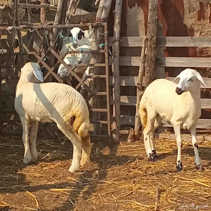 3 رخيل حري العمر 3شهور ونص إلى 5شهور تقريبا للبيع 2