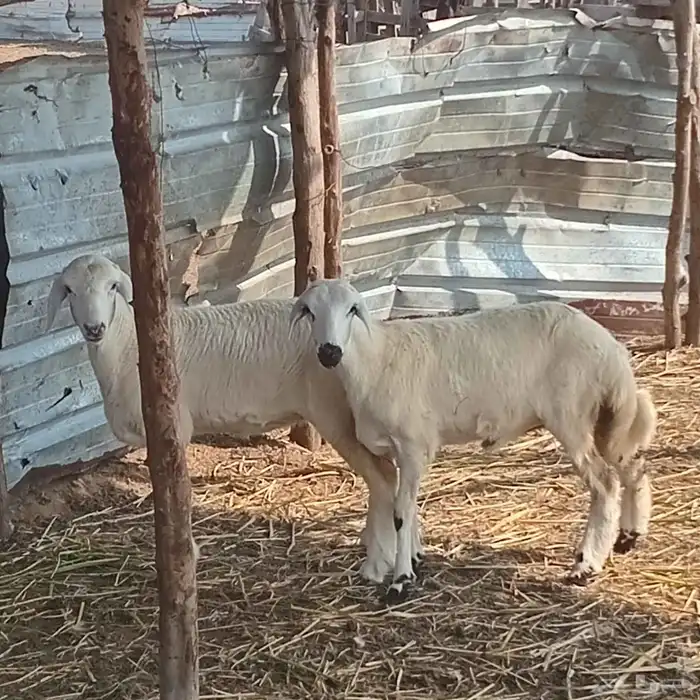 3 رخيل حري العمر 3شهور ونص إلى 5شهور تقريبا للبيع 6