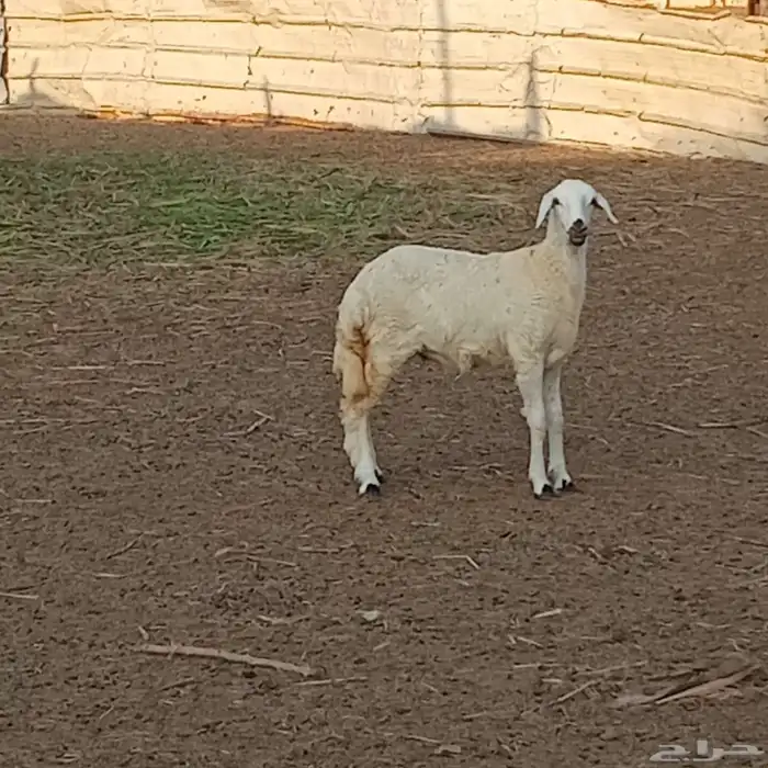 3 رخيل حري العمر 3شهور ونص إلى 5شهور تقريبا للبيع 11