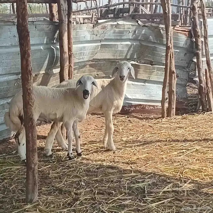 3 رخيل حري العمر 3شهور ونص إلى 5شهور تقريبا للبيع 3