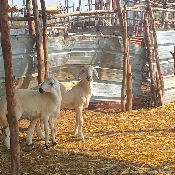 3 رخيل حري العمر 3شهور ونص إلى 5شهور تقريبا للبيع 4