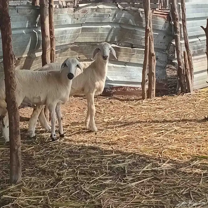 3 رخيل حري العمر 3شهور ونص إلى 5شهور تقريبا للبيع 5