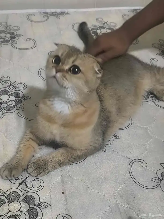 للبيع قطة سكوتش فولد نادرة لون مميز وإنتاج فاخر 0