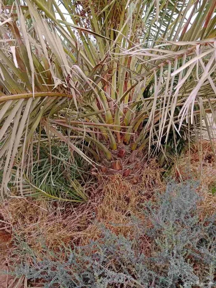 نخل صقعي العدد150 5