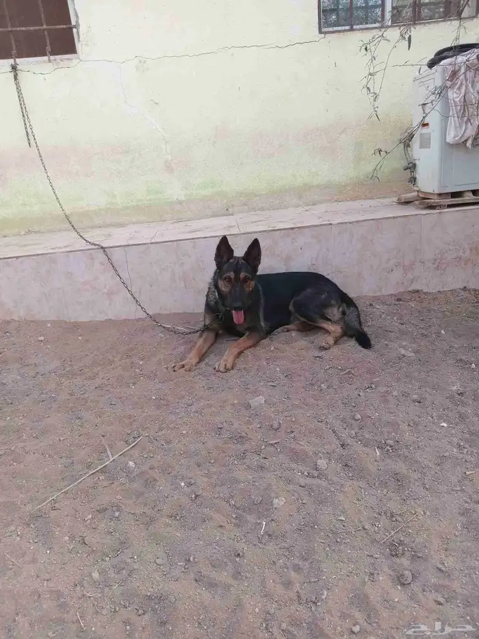 جيرمن شيبرد سيبل german shepherd sable 6