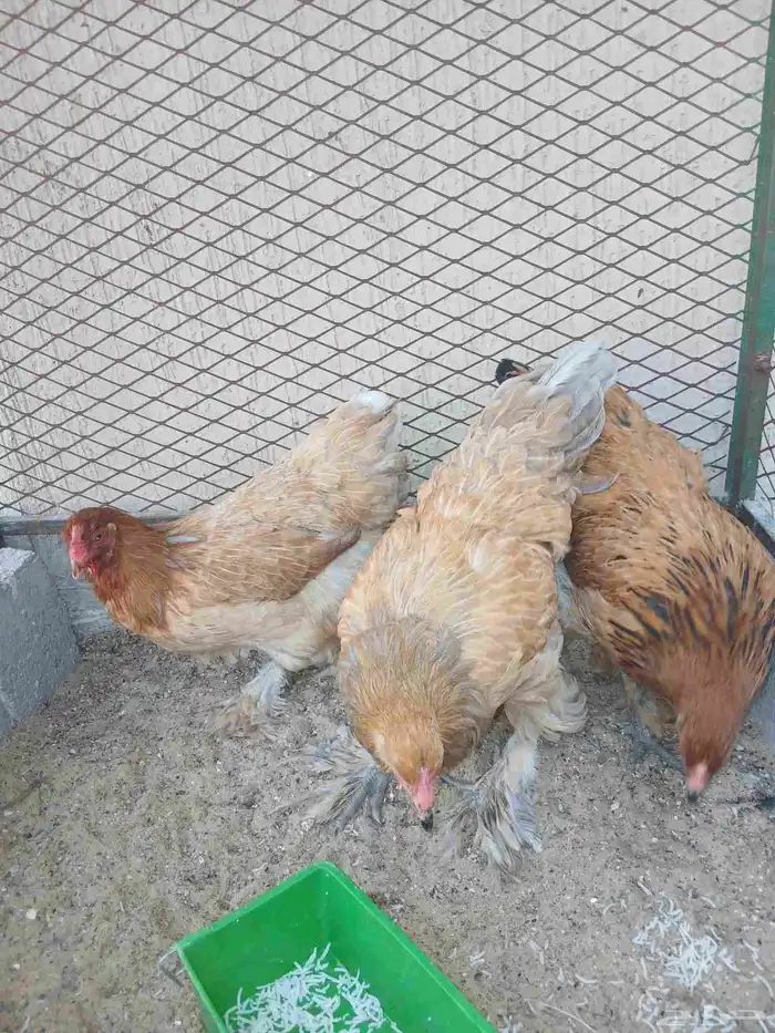 دجاج براهما مستوى وحجم جامبو 2