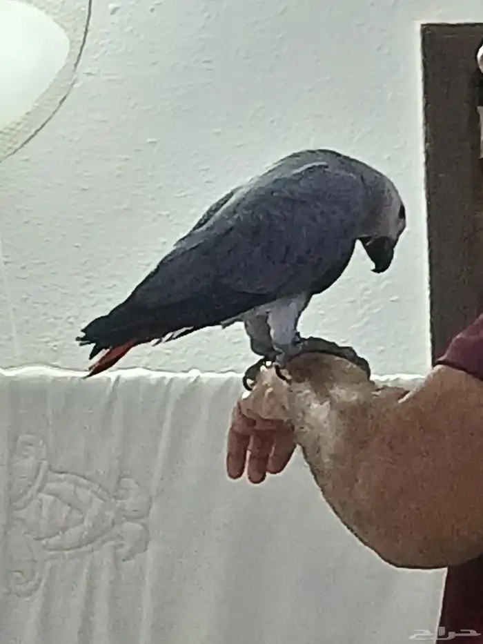 بغبغاء كاسكو محجل للبيع 2