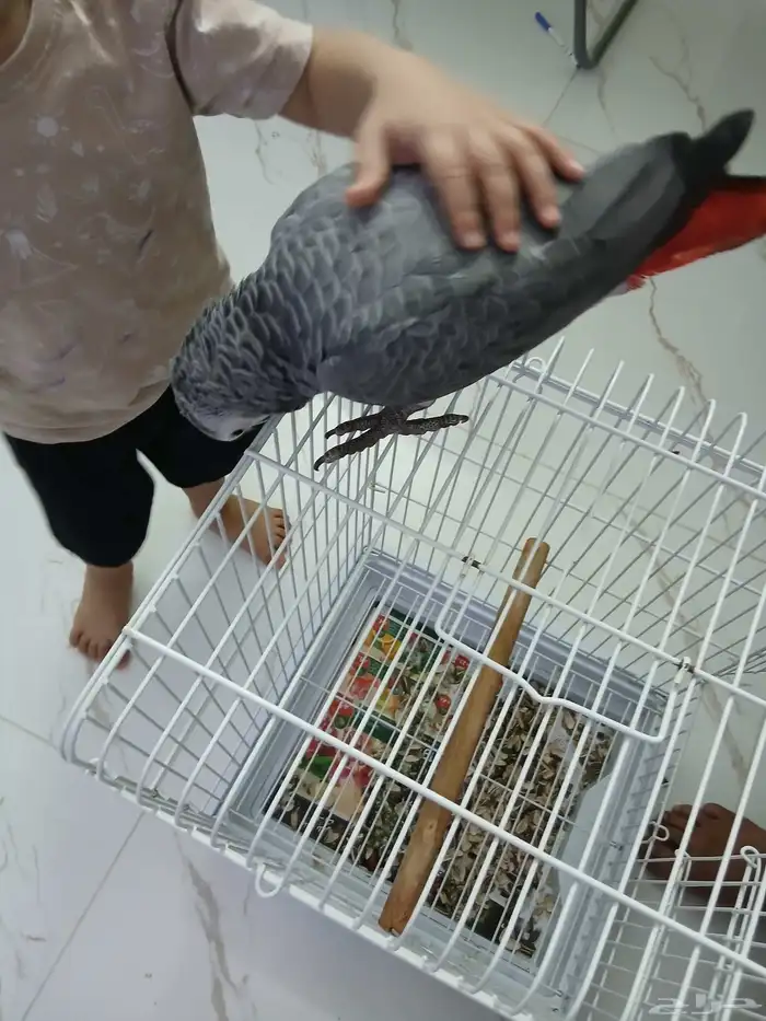 بغبغاء كاسكو محجل للبيع 3