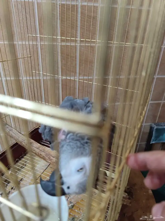 كاسكو للبيع 0