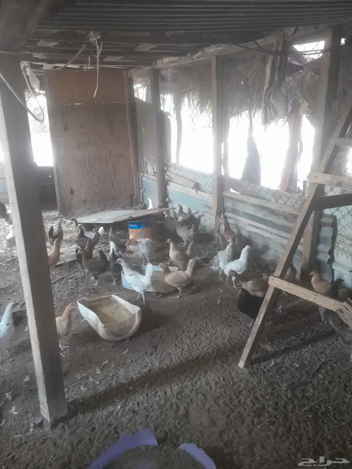 دجاج بلدي بياض 0