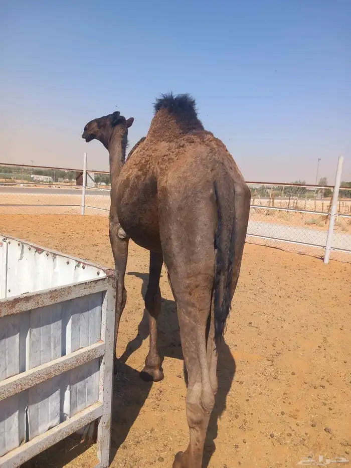 حشوان مفاريد 0