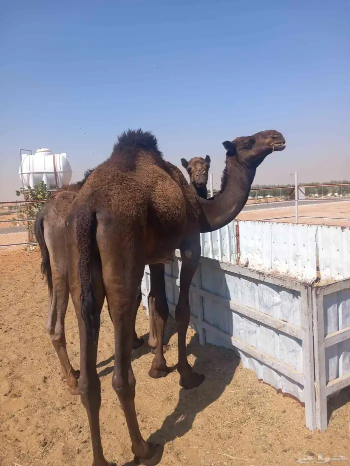 حشوان مفاريد 6