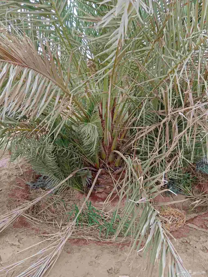 نخل صقعي العدد150 4