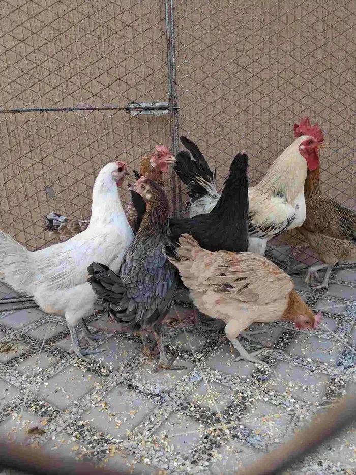 دجاج للبيع 0