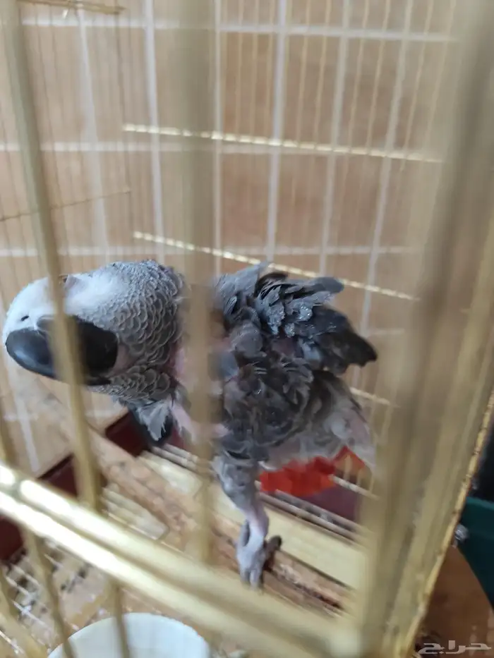 كاسكو للبيع 1