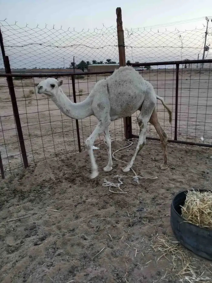 بكره حقه وقعود لباني عمره ست شهور للبيع 0