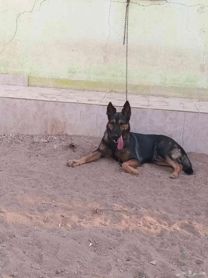جيرمن شيبرد سيبل german shepherd sable 4