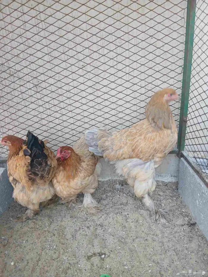 دجاج براهما مستوى وحجم جامبو 0