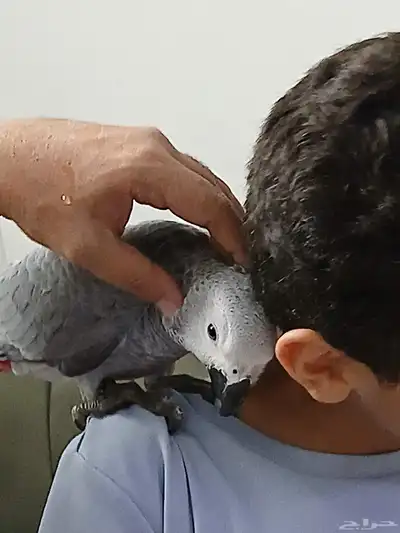 بغبغاء كاسكو محجل للبيع index