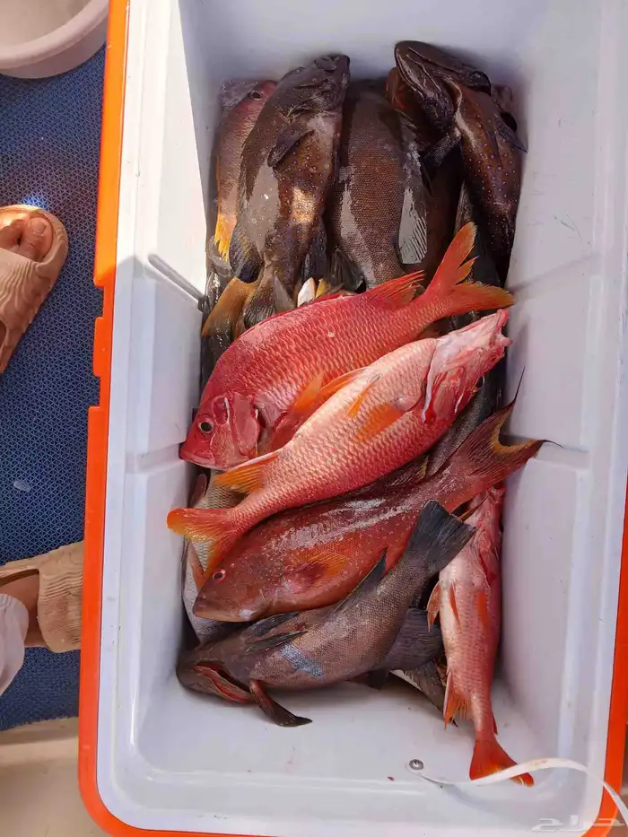 كبتن محمد للرحلات البحريه صيد وبياض ونزهه 13 6