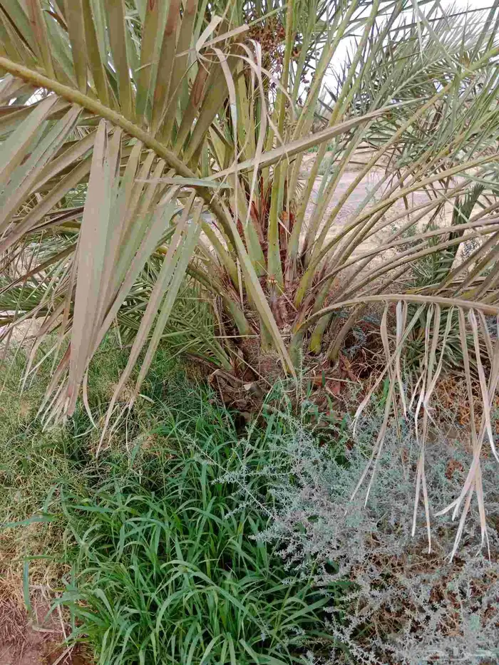 نخل صقعي العدد150 3