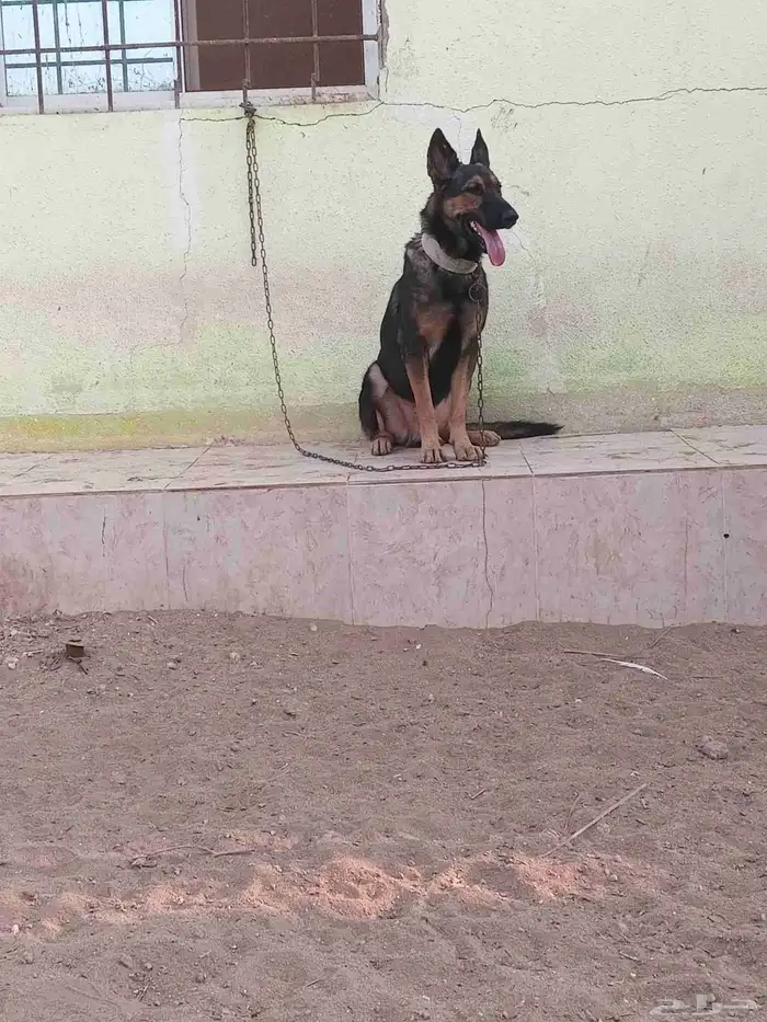 جيرمن شيبرد سيبل german shepherd sable 11