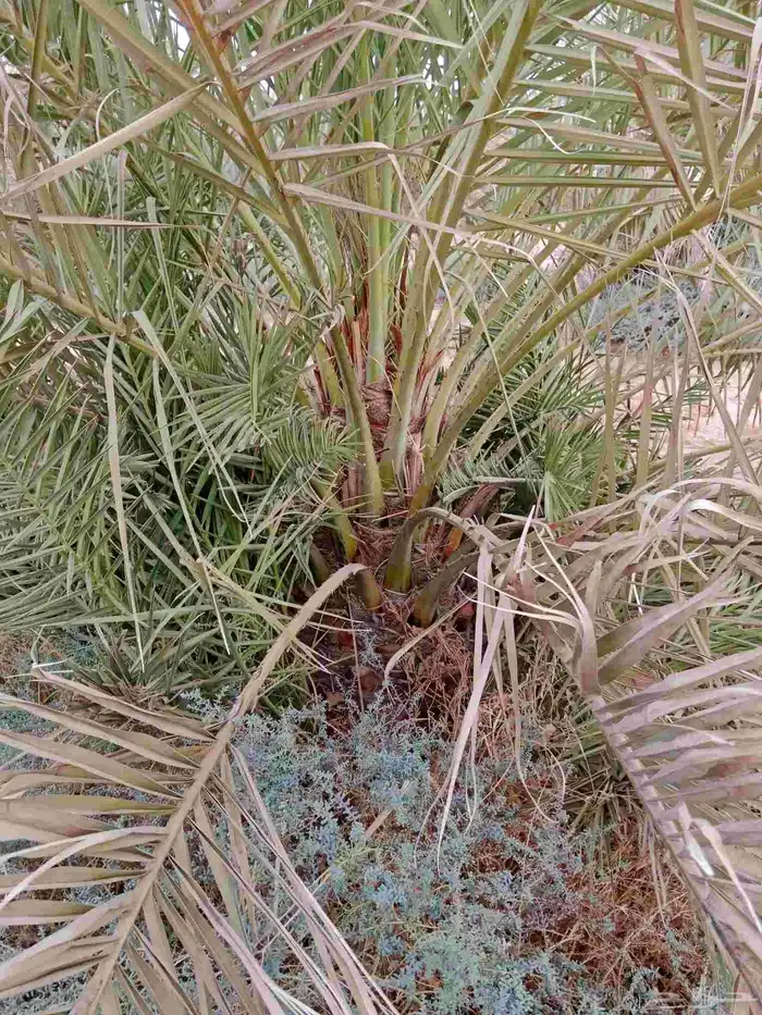 نخل صقعي العدد150 1