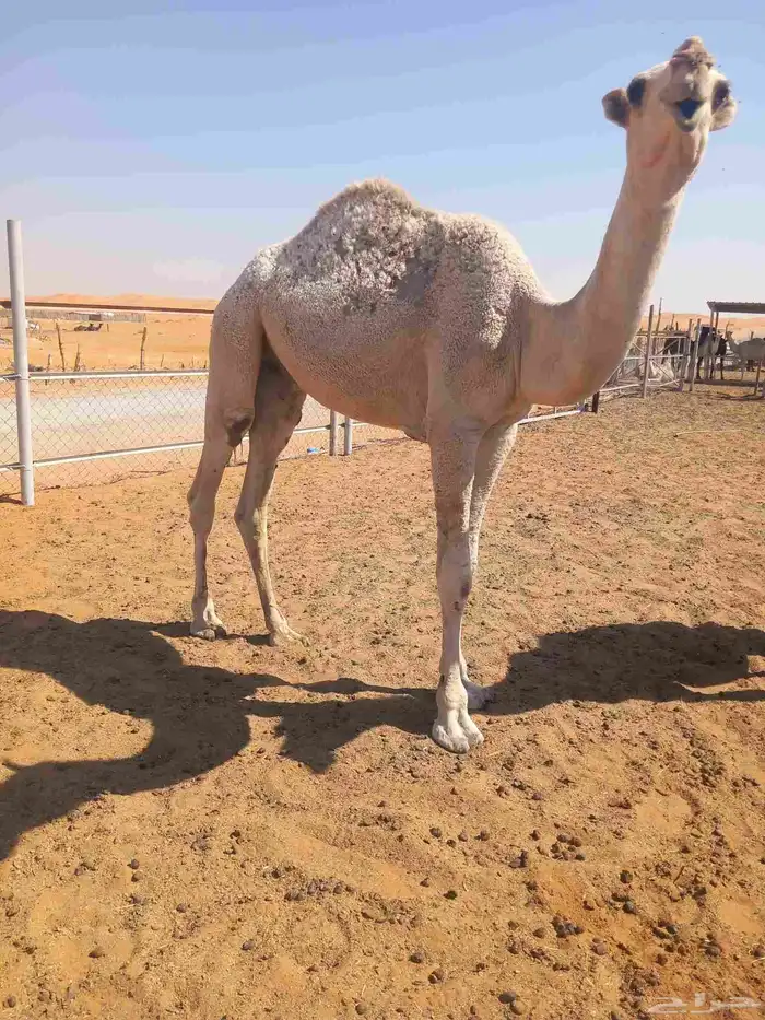 حشوان مفاريد 4