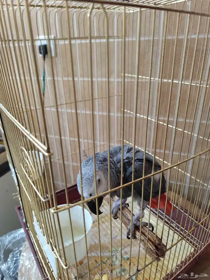 كاسكو للبيع 2